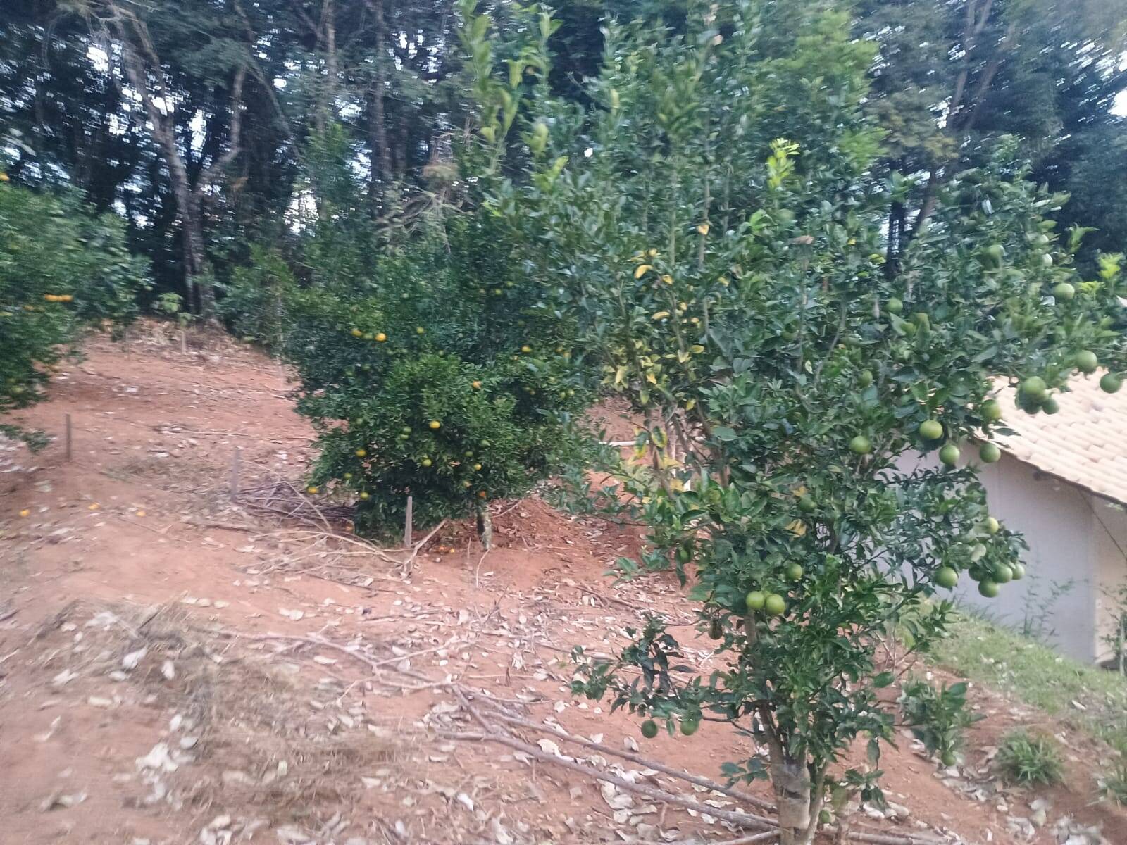 Sítio, 2 quartos, 4500 m² - Foto 9